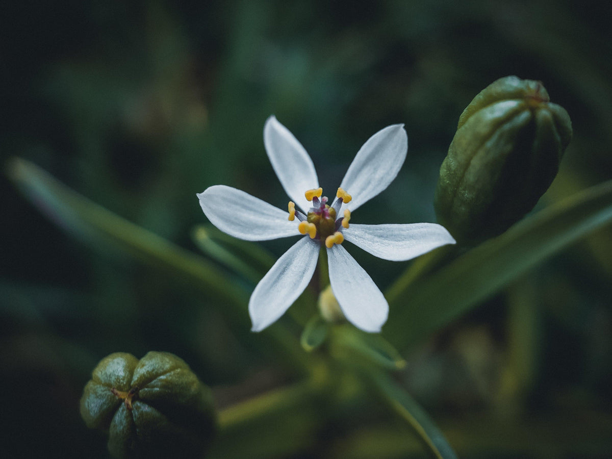 Close-up of a small white flower with yellow centers and green buds.